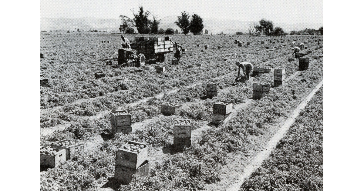 Agriculture Industry Photography Historical MAD On New Zealand