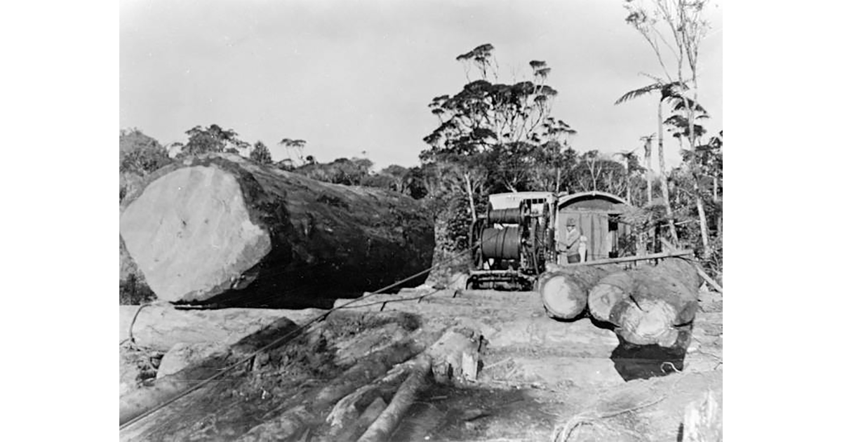 Timber Industry / Photography - Historical | MAD on New Zealand