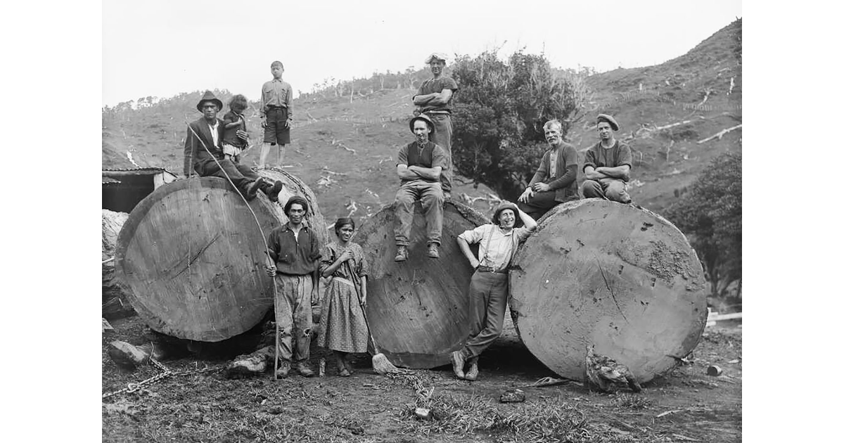 Timber Industry / Photography Historical MAD on New Zealand