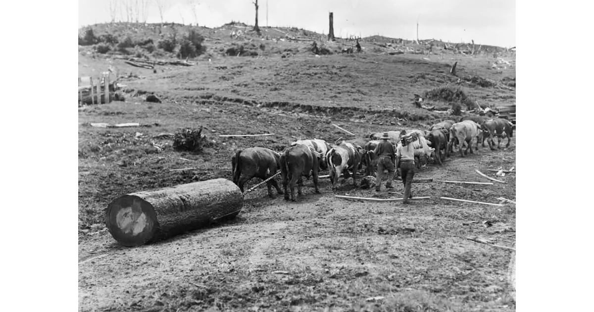 Timber Industry / Photography - Historical | MAD on New Zealand