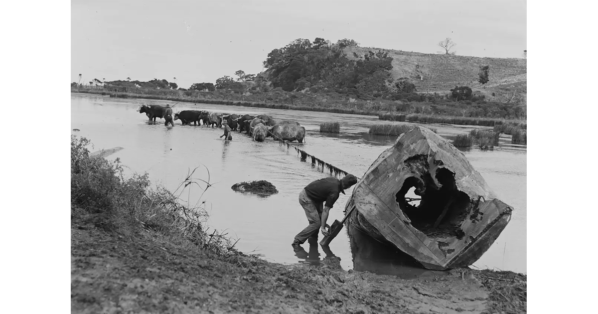 Timber Industry / Photography - Historical | MAD on New Zealand