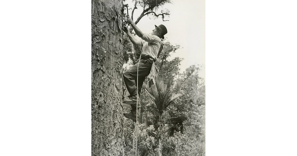 Timber Industry / Photography Historical MAD on New Zealand