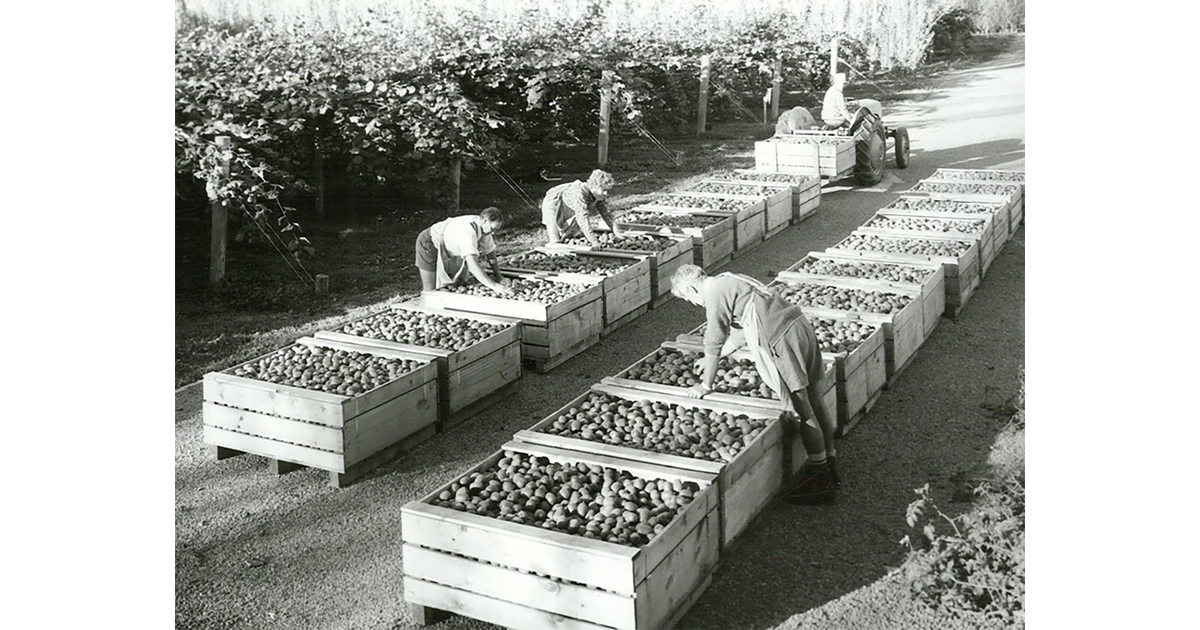 Historical Photos / Photography Historical MAD on New Zealand