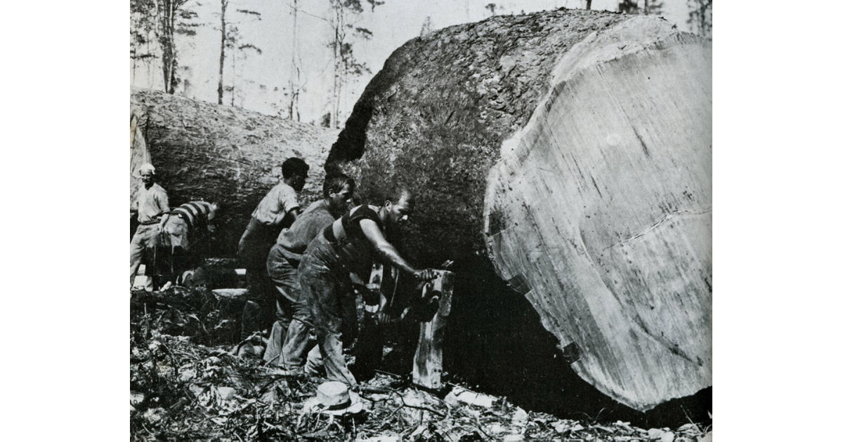 Timber Industry / Photography Historical MAD on New Zealand