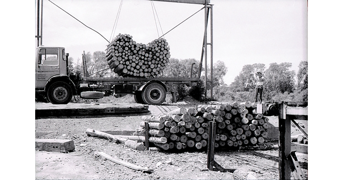 Timber Industry / Photography Historical MAD on New Zealand