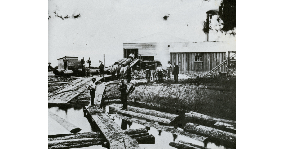 Timber Industry / Photography Historical MAD on New Zealand