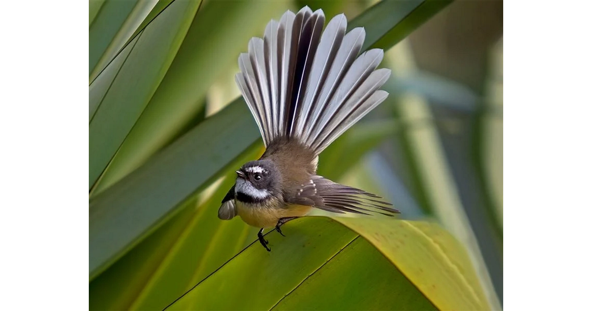 Australia vs New Zealand / New Zealand Trivia MAD on New Zealand
