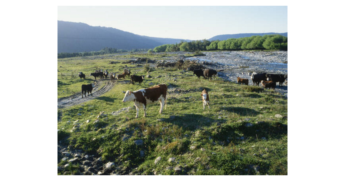 Animals & Nature / New Zealand Trivia | MAD on New Zealand