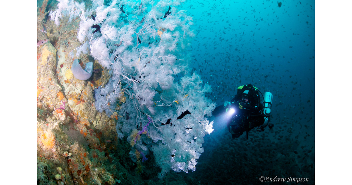 Diving Photography / Diving New Zealand MAD on New Zealand